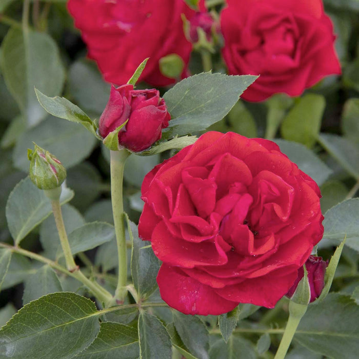 Nitty Gritty Red™ - 5 Gallon - Roger's Gardens