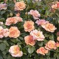 Nitty Peach Pink™ - 5 Gallon - Roger's Gardens