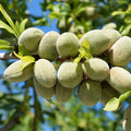 NUT ALMOND 'ALL-IN-ONE' - GENETIC DWARF - #5 GALLON - Roger's Gardens