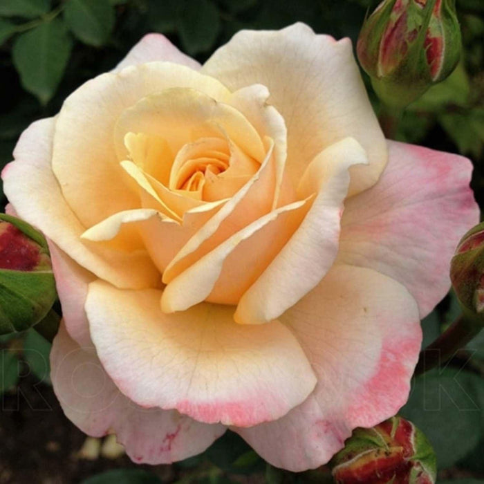 Oh Happy Day Eleganza - 5 Gallon - Roger's Gardens