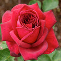 Oklahoma - 5 Gallon - Roger's Gardens