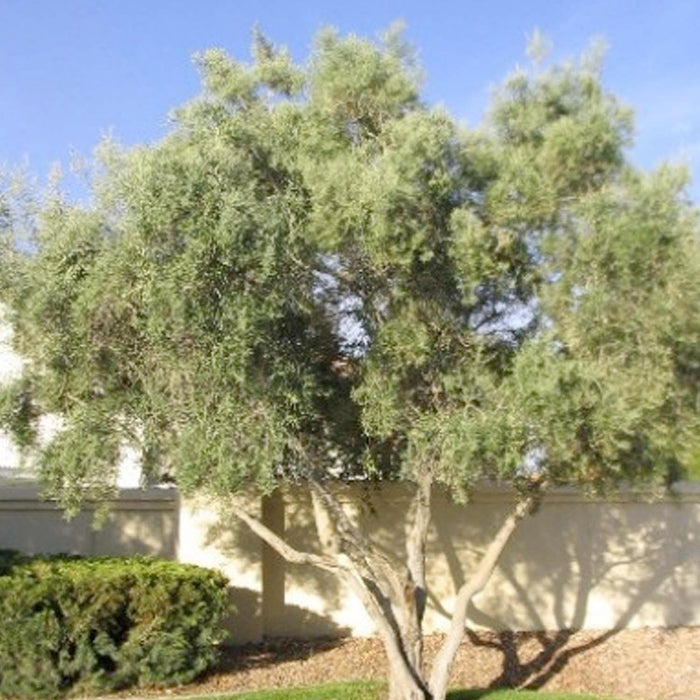 Olea europ. 'Majestic Beauty'® - Majestic Beauty Fruitless Olive - 5 Gallon - Roger's Gardens