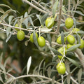 Olea europ. 'Manzanillo' - Manzanillo Fruiting Olive - 5 Gallon - Roger's Gardens
