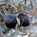 Olea europ. 'Sevillano' - Sevillano Fruiting Olive - 5 Gallon - Roger's Gardens