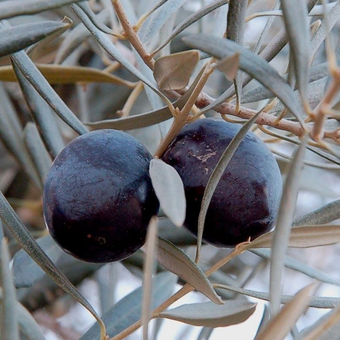 Olea europ. 'Sevillano' - Sevillano Fruiting Olive - 5 Gallon - Roger's Gardens