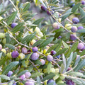 OLEA EUROPAEA 'ARBEQUINA' - #15 GALLON - Roger's Gardens