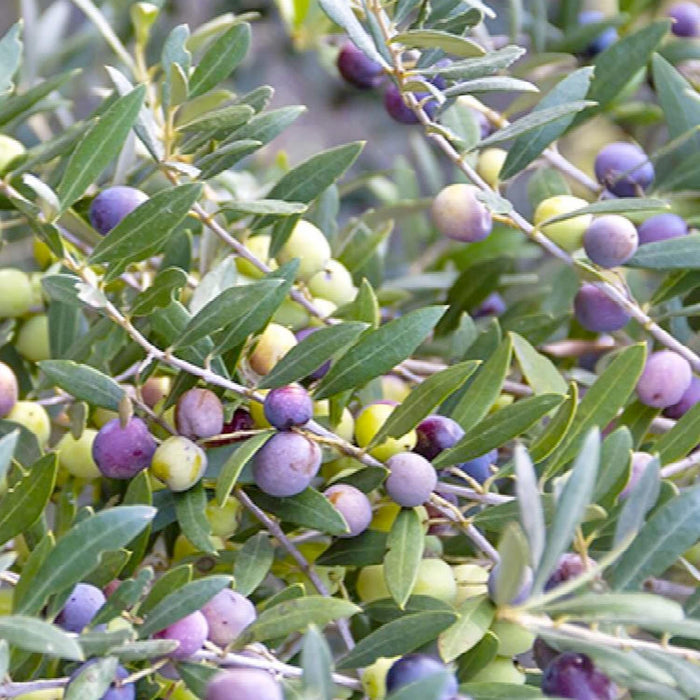 OLEA EUROPAEA 'ARBEQUINA' - #5 GALLON - Roger's Gardens