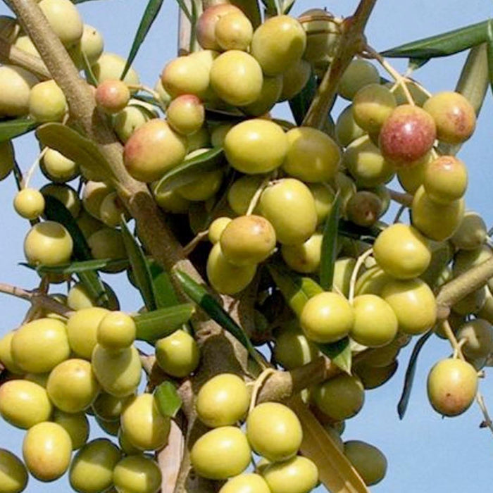OLEA EUROPAEA 'ARBOSANA' - #15 GALLON - Roger's Gardens