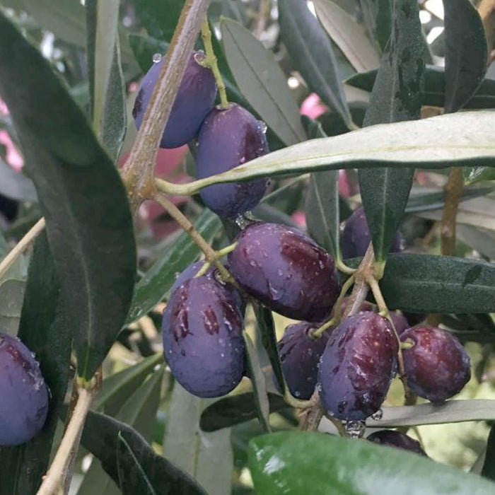 OLEA EUROPAEA 'FRANTOIO' - #5 GALLON - Roger's Gardens