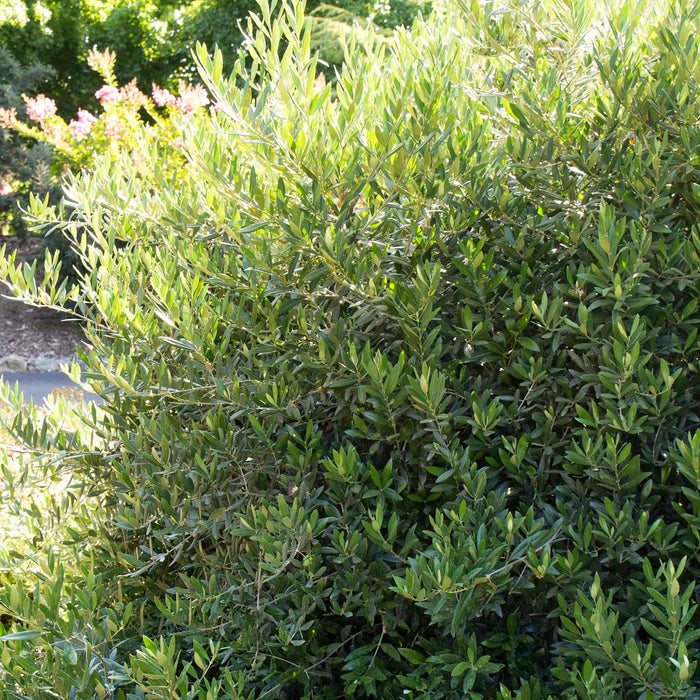 Olea europaea 'Little Ollie'® - Little Ollie Dwarf Olive - 5 Gallon - Roger's Gardens