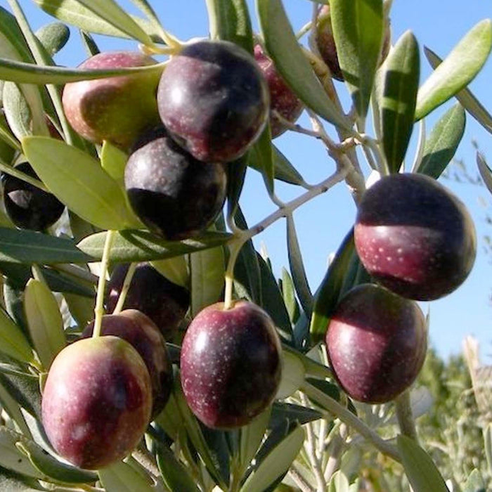OLEA EUROPAEA 'MANZANILLO' - #15 GALLON - Roger's Gardens