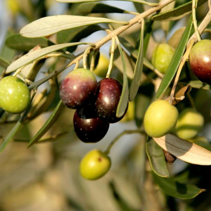 OLEA EUROPAEA 'MISSION' - #15 GALLON - Roger's Gardens