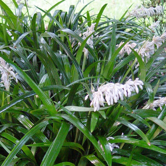 Ophiopogon 'Crystal Falls'® PP - Crystal Fall Mondo Grass - 1 Gallon - Roger's Gardens