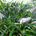 Ophiopogon japonicus - Mondo Grass - 1 Gallon - Roger's Gardens