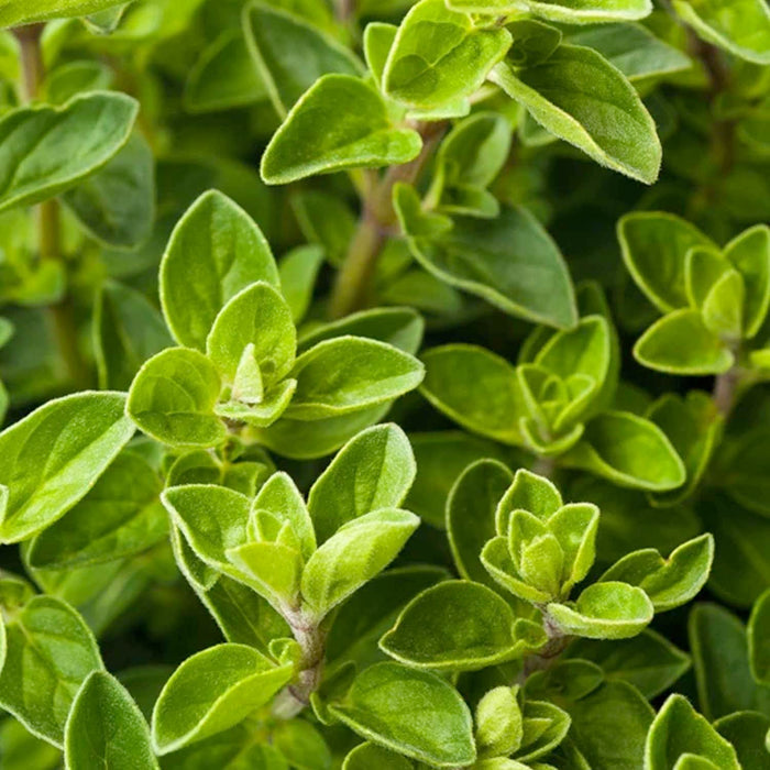 Oregano 'Compactum' - 4" Pot
