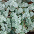 Oregano 'Dittany of Crete' - 4" Pot
