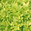 Oregano 'Golden' - 4" Pot