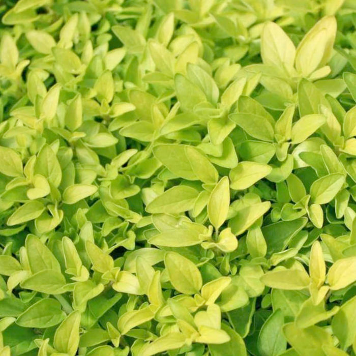 Oregano 'Golden' - 4" Pot