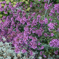 Oregano 'Hopley's Purple' - 4" Pot
