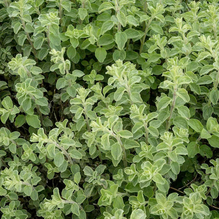 Oregano 'Hot & Spicy' - 4" Pot