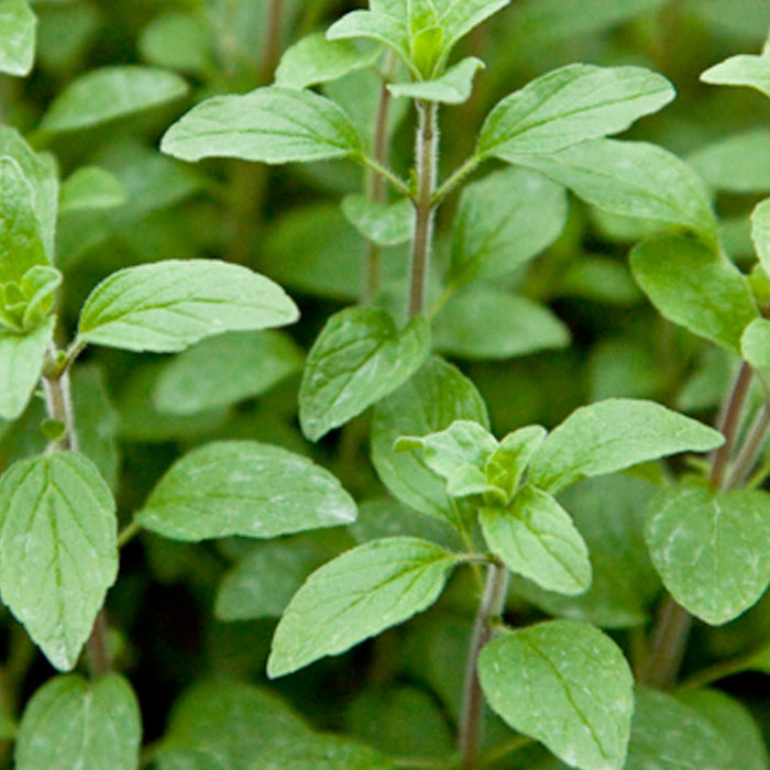 Oregano 'Italian' - 4" Pot