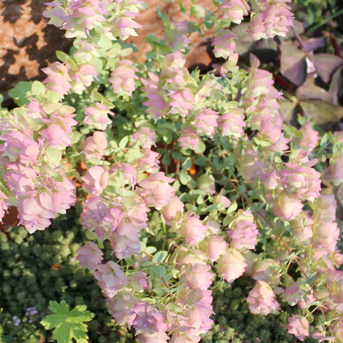 Oregano 'Kent Beauty' - 4" Pot