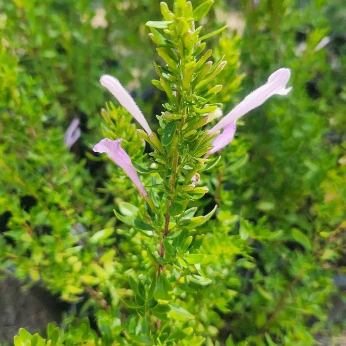 Oregano 'Mexican' - 4" Pot