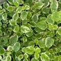 Oregano 'Variegated' - 4" Pot