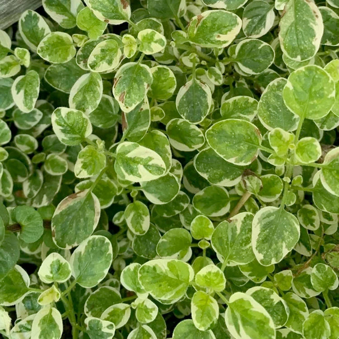 Oregano 'Variegated' - 4" Pot