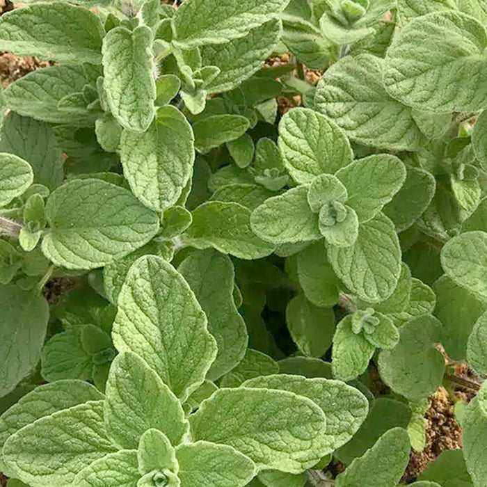 Oregano 'Za'atar' - 4" Pot