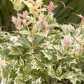 Osmanthus 'Goshiki' - Goshiki Osmanthus - 1 Gallon - Roger's Gardens