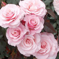 Our Lady of Guadalupe - 5 Gallon - Roger's Gardens