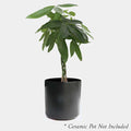 Pachira 'Money Tree' - 4in - Roger's Gardens