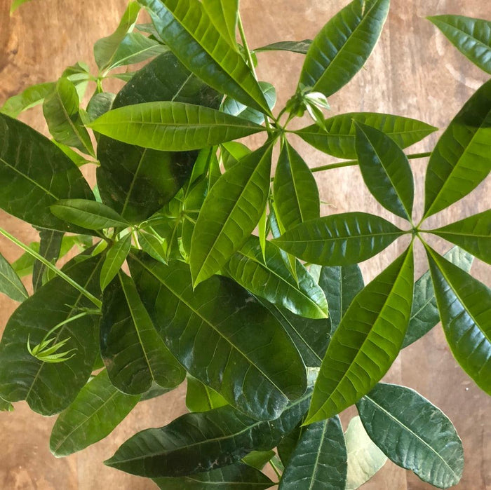 Pachira 'Money Tree' - 4in - Roger's Gardens
