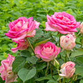 Painted Porcelain - 5 Gallon - Roger's Gardens