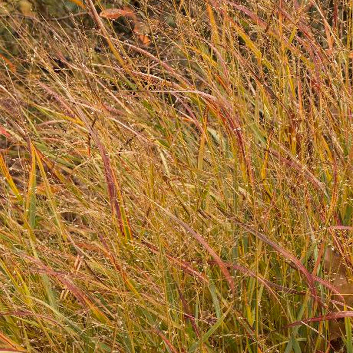Panicum vir. 'Shenandoah' - Shenandoah Panic Grass - 1 Gallon - Roger's Gardens