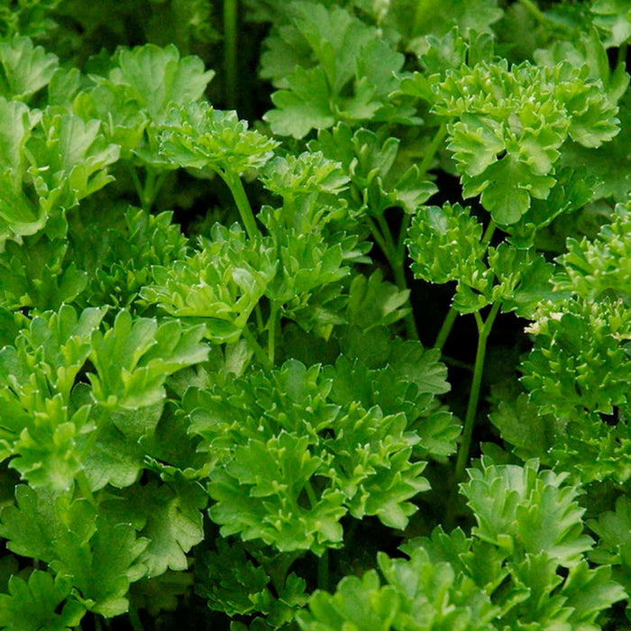 Parsley 'Curled' - 4" Pot