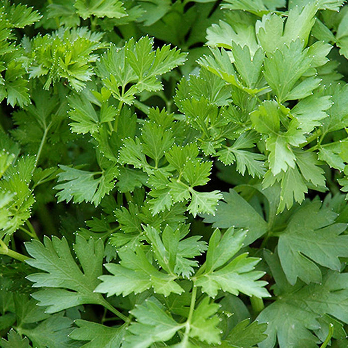 Parsley 'Italian' - 4" Pot