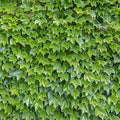 Parthenocissus 'Veitchii' - Boston Ivy - 5 Gallon - Roger's Gardens