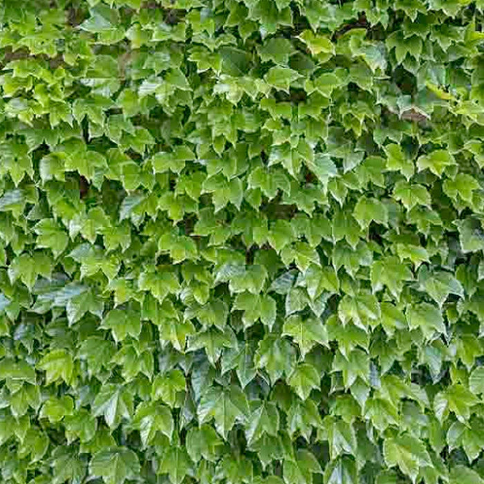 Parthenocissus 'Veitchii' - Boston Ivy - 5 Gallon - Roger's Gardens
