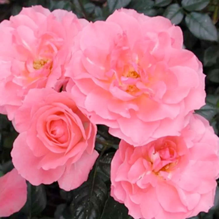 Passionate Kisses - 5 Gallon - Roger's Gardens