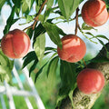 PEACH 'BABCOCK WHITE' - SEMI-DWARF - #5 GALLON - Roger's Gardens
