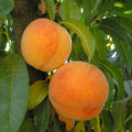 PEACH 'BONITA' - SEMI-DWARF - #5 GALLON - Roger's Gardens