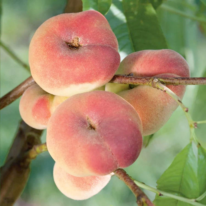 PEACH 'DONUT' (STARK SATURN)' - SEMI-DWARF - #15 GALLON - Roger's Gardens