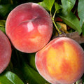 Peach 'Eva's Pride' Semi-Dwarf - 5 Gallon - Roger's Gardens
