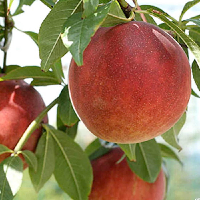 PEACH 'JULY ELBERTA' - SEMI-DWARF - #5 GALLON - Roger's Gardens