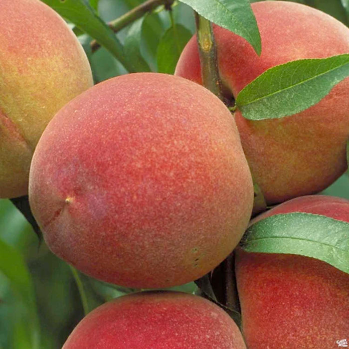 PEACH 'MAY PRIDE' - SEMI-DWARF - #15 GALLON - Roger's Gardens