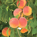 PEACH 'RED BARON' - SEMI-DWARF - #15 GALLON - Roger's Gardens