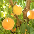 PEACH 'SANTA BARBARA' - SEMI-DWARF - #15 GALLON - Roger's Gardens
