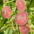 PEACH 'SAUZEE SWIRL WHITE' - SEMI-DWARF - #5 GALLON - Roger's Gardens